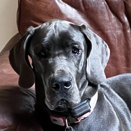 Dani - Great Dane