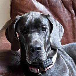 Dani - Great Dane