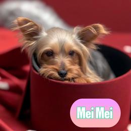 Mei - Yorkshire Terrier