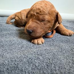 Leonidas - Red  male Goldendoodle puppy in South Fulton, Georgia from Golden Paws Farm
