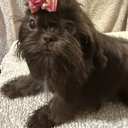DeeDee - Liver female Shih Tzu puppy in Corpus Christi, Texas from Pam Crump Shih Tzu
