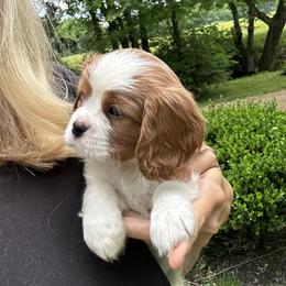 Cavalier King Charles Spaniel Puppies from Cane Creek Cavaliers