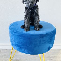 Poodle Puppies from Agape Standard Poodles