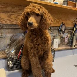 Copper - Red  male Poodle puppy in Mondovi, Wisconsin from Araeah's Red Standard Poodles