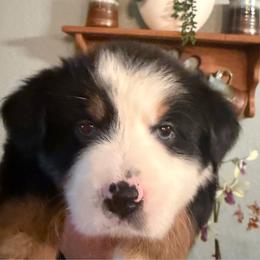 Frida - Black tri female Miniature Australian Shepherd puppy in Myakka City, Florida from Gable A Aussies