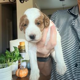 Jasper - Parti male Goldendoodle puppy in Anthem/Phoenix, Arizona from Ironwood Doodles