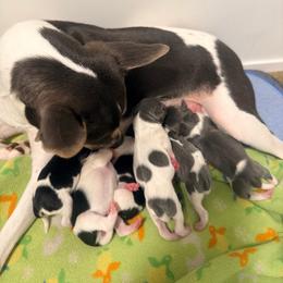 Girl 5 - Blue white and tan female Rat Terrier puppy in Marshall, North Carolina from Meadows Rat Terrier