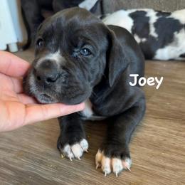 Joey Tribbiani - Black and white male Great Dane puppy in Howe, Texas from Bright Danes of Texas