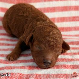 Cricket - Red  female Poodle puppy in Florida from Rouge Poodles