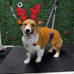 Jolene - Sable and white female American Corgi puppy in Columbus, Indiana from Whitecreek Corgis of Columbus, IN