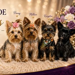 Yorkshire Terriers from Taylor Made Yorkies of Savannah