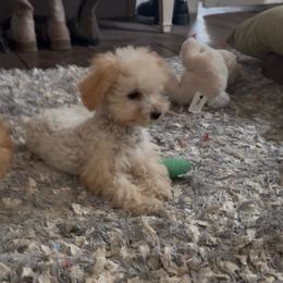 Gucci - Cream male Poodle puppy in Taylorsville, North Carolina from SilverLining highlands and hounds