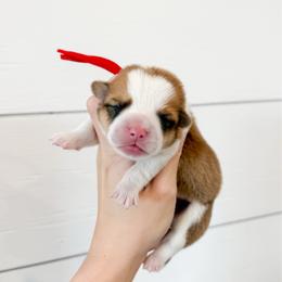 Thing 1 (Red) - Red male Pembroke Welsh Corgi puppy in Milan, Georgia from Williams’ Welsh Corgis LLC