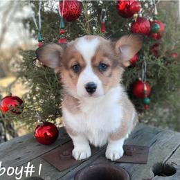 Boy 1 - Sable male Pembroke Welsh Corgi puppy in Nixa, Missouri from Pistol Creek Puppies