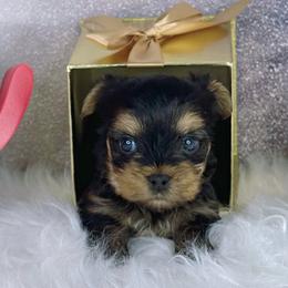 Teacup Charlie - Black and tan male Yorkshire Terrier puppy in Lithonia, Georgia from Toy Yorkies Atlanta