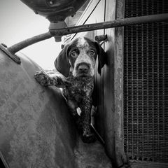 German Wirehaired Pointer Puppies from Grimmet German Wirehaired Pointers