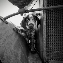 German Wirehaired Pointer Puppies from Grimmet German Wirehaired Pointers