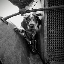 German Wirehaired Pointer Puppies from Grimmet German Wirehaired Pointers