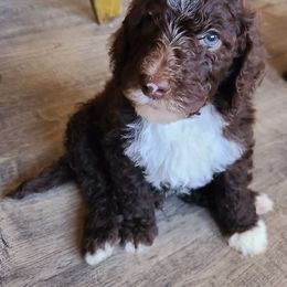 Poodle Puppies from Cajun Girl Kennels