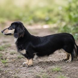 Raven - Dachshund