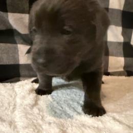 Artemis- Yellow - Charcoal female Dilute Retriever puppy in Marion, Illinois from Summer Lovin’ Labradors of Southern Illinois