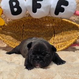 Yellow collar girl - Brindle female French Bulldog puppy in Polk City, Florida from Best Friend Frenchies, LLC