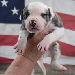 Boy 2 - male Alapaha Blue Blood Bulldog puppy in Grafton, Ohio from Eclipse Alapaha Kennels