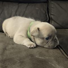 French Bulldog Puppies from Tamra Newswanger