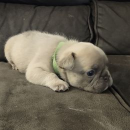 French Bulldog Puppies from Tamra Newswanger