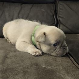 French Bulldog Puppies from Tamra Newswanger