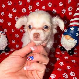 Happy - Cream and white female Chihuahua puppy in Palmyra, Indiana from Country Star Chihuahuas