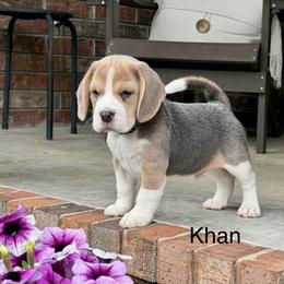 Khan - Blue tan and white male Beagle puppy in Mansfield, Missouri from Rippee Creek Kennel
