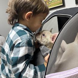 French Bulldog Puppies from Jasmine McMurtry