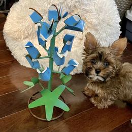Yorkshire Terrier Puppies from For The Love of Yorkies Texas