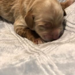 Cockapoo Puppies from Maple’s Cockapoo Puppies