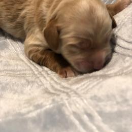 Cockapoo Puppies from Maple’s Cockapoo Puppies