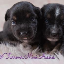 Miniature Australian Shepherds from Furrever.Mini.Aussies.llc