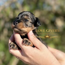 AKC BLACK AND RED PEPPER BOY - Salt and pepper male Miniature Schnauzer puppy in Lake Placid, Florida from Love Giver Schnauzers