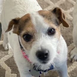 Seaweed - Jack Russell Terrier
