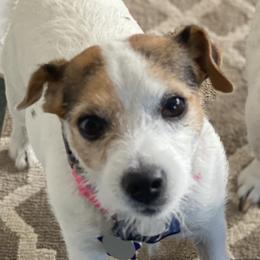Seaweed - Jack Russell Terrier