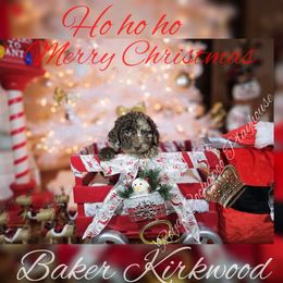 Cockapoo Puppies from Royal Cockapoo Playhouse