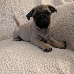 Pug Puppies from Lisa's Pugalicious Pugs