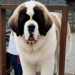 Harrison - Saint Bernard