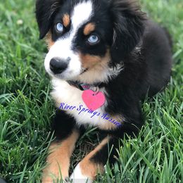 Miniature Australian Shepherd, Shih Tzu, and Toy Australian Shepherd Puppies from River Springs Aussies
