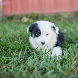 Frances - Black Tri Female - Black tri-color female Australian Shepherd puppy in Red Bud, Illinois from Authentic Aussies