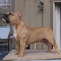 American Bully Puppies from Sky River Bullies