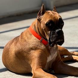 Christy - Boxer