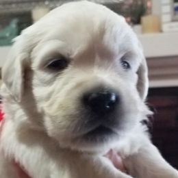 Golden Retriever Puppies from Kathleen Harris
