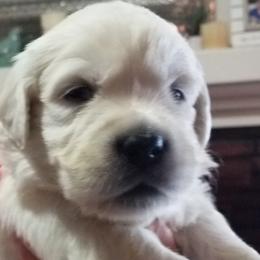 Golden Retriever Puppies from Kathleen Harris