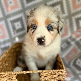 Daisy - Blue merle female Australian Shepherd puppy in Clover, South Carolina from Jo’s Aussies